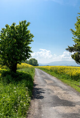 Road between rapeseed fields vertical shot