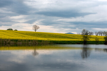 May rapeseed fields around the ponds