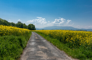 Fototapeta na wymiar Road between rapeseed fields on a summer day
