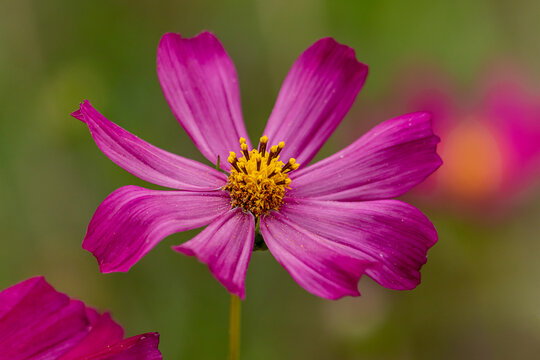 Close-up of a single pink cosmos flower