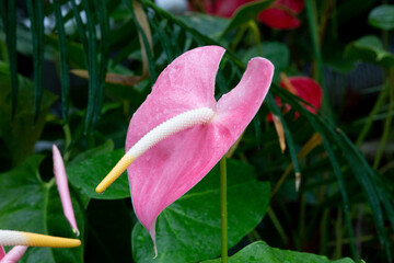 熱帯の植物アンスリウムの写真　大紅団扇　仏炎苞　Flamingo flower