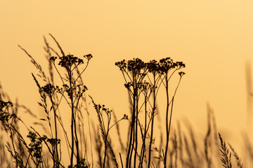 Obraz premium Wildflowers with sunset background