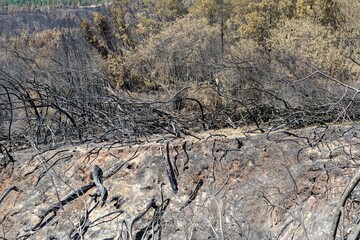 Photo of a forest during a drought in Chile's fire-prone zones