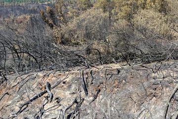 Fotobehang Photo of a forest during a drought in Chile's fire-prone zones © turventur