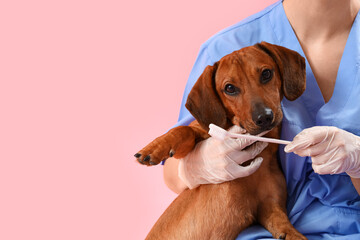 Female veterinarian brushing teeth of dachshund dog on pink background, closeup