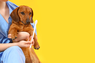 Female veterinarian brushing teeth of dachshund dog on yellow background, closeup