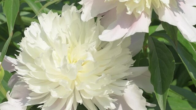 cream white peony flower. macro shot. sunny day