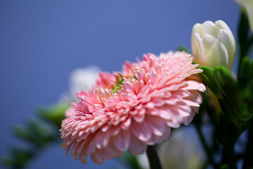 Pink Gerber flower in bloom on a flower bouquet close up still isolated on a blue background