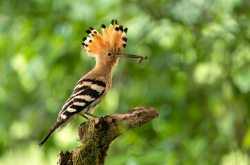 Eurasian hoopoe bird close up ( Upupa epops )