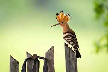 Eurasian hoopoe bird close up ( Upupa epops )