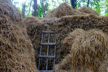 Haystack made with dry crops and a ladder 