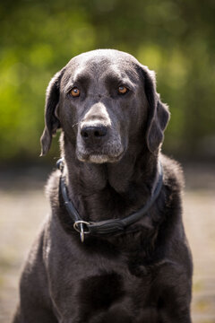 brauner Labrador sitzt vor der Kamera