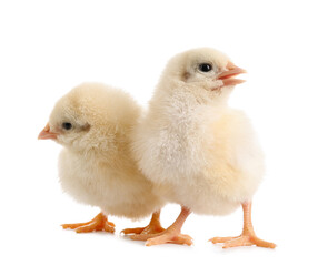 Cute little chicks on white background