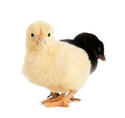 Cute little chicks on white background