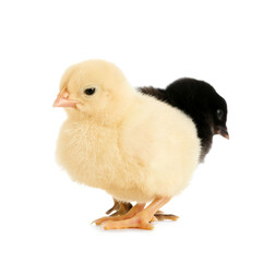 Cute little chicks on white background