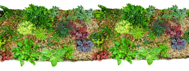 Jardin d'été avec massif et plantes avec feuilles, fleurs et paillis. Banderole, bannière, fond avec arrière plan transparent pour les plans d'aménagement paysager et les dessins d'architecture.