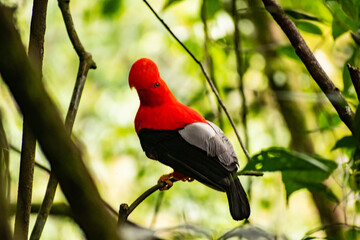 Andean cock-of-the-rock in the beautiful nature habitat, Peru, wildlife pictures, symbol of Peru