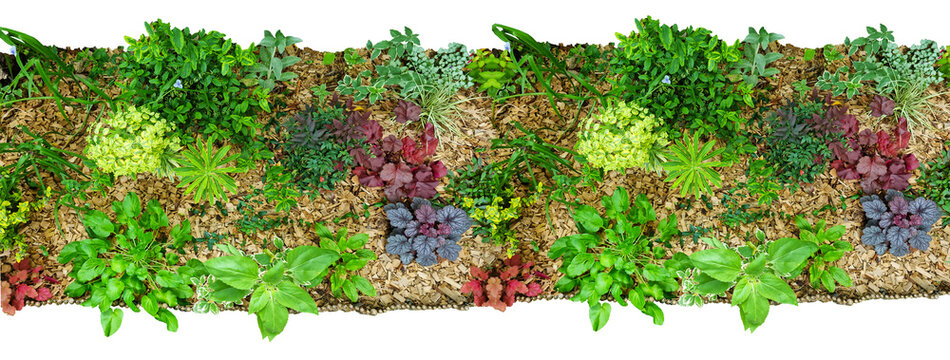 Jardin d'&eacute;t&eacute; avec massif et plantes avec feuilles, fleurs et paillis. Banderole, banni&egrave;re, fond avec arri&egrave;re plan transparent pour les plans d'am&eacute;nagement paysager et les dessins d'architecture.