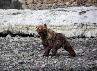 Fototapeta premium Wild brown bear or grizzly bear walks on the rocks against the background of melting ice.