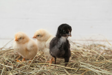 Nest with cute little chicks on white background
