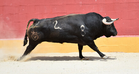 strong bull with big horns in spain