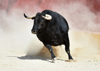 strong bull with big horns in spain
