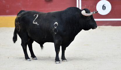 strong bull with big horns in spain