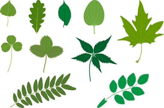Set of green leaves. Examples of simple and compound leaves. Poplar, oak, elm, Plantago major, Platanus orientalis, clover, strawberry, Parthenocissus quinquefolia, honey locust, Rosa canina.