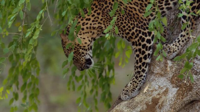 Leopard. Big animal in the wild nature.