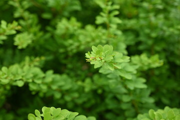 green leaves as a background, the concept of sustainable development 