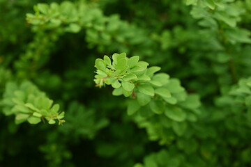 Fototapeta premium green young branches of the bush, bright green leaves close up, green spring background 
