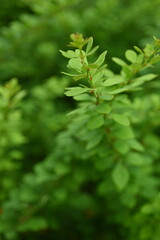 green young branches of the bush, bright green leaves close up, green spring background 