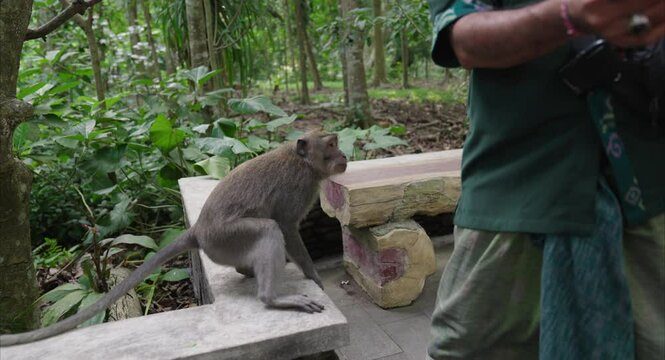 Monkey macaque attacks human