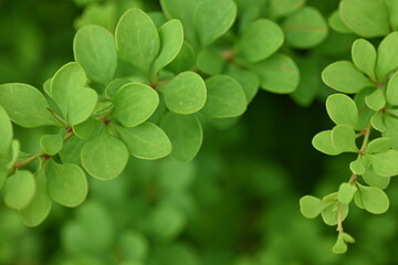 green young branches of the bush, bright green leaves close up, green spring background 
