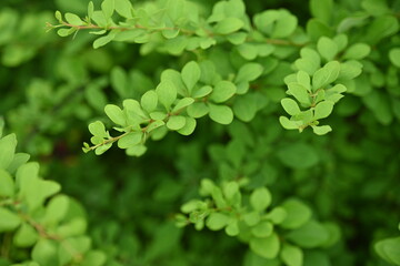 Fototapeta na wymiar green young branches of the bush, bright green leaves close up, green spring background 
