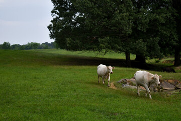 Fototapeta na wymiar baby cows walking in a field 