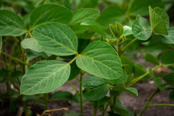 close up of a plant of soybean