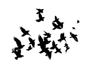A flock of flying birds. Vector illustration