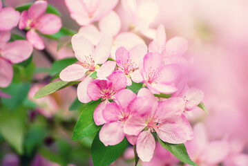 Fototapeta premium Apple tree flower