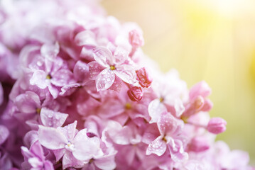 Fototapeta premium Lilac flowers macro