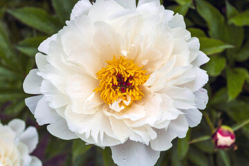 White blooming peony flower with yellow centre. © loga25