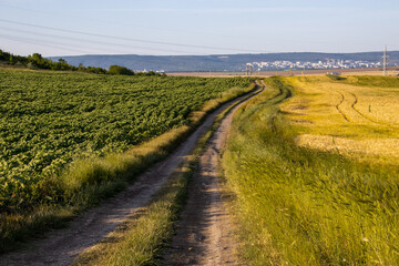 Fototapeta na wymiar road in the vineyard
