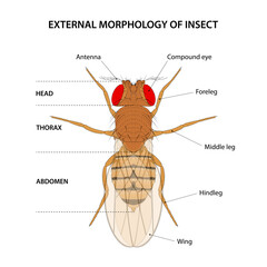 External morphology of insect (fruit fly)