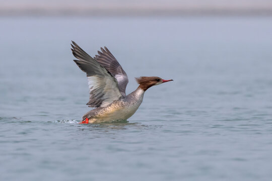 Common merganser or goosander or Mergus merganser observed in Gajoldaba in India