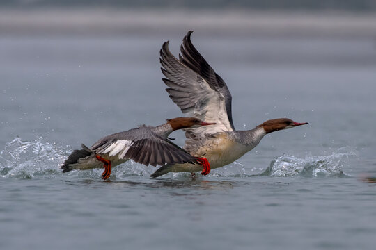 Common merganser or goosander or Mergus merganser observed in Gajoldaba in India