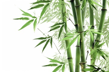 Fototapeta na wymiar bamboo branches. Generative ai