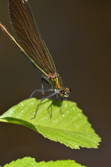 accouplement de libellules