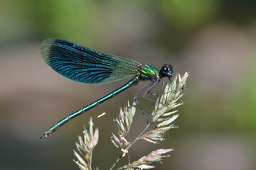 accouplement de libellules