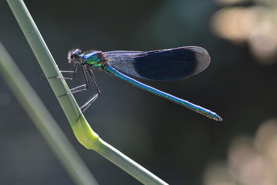accouplement de libellules