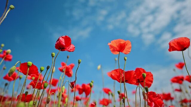 Poppy flowers on a blue sky background, slow motion, summer time